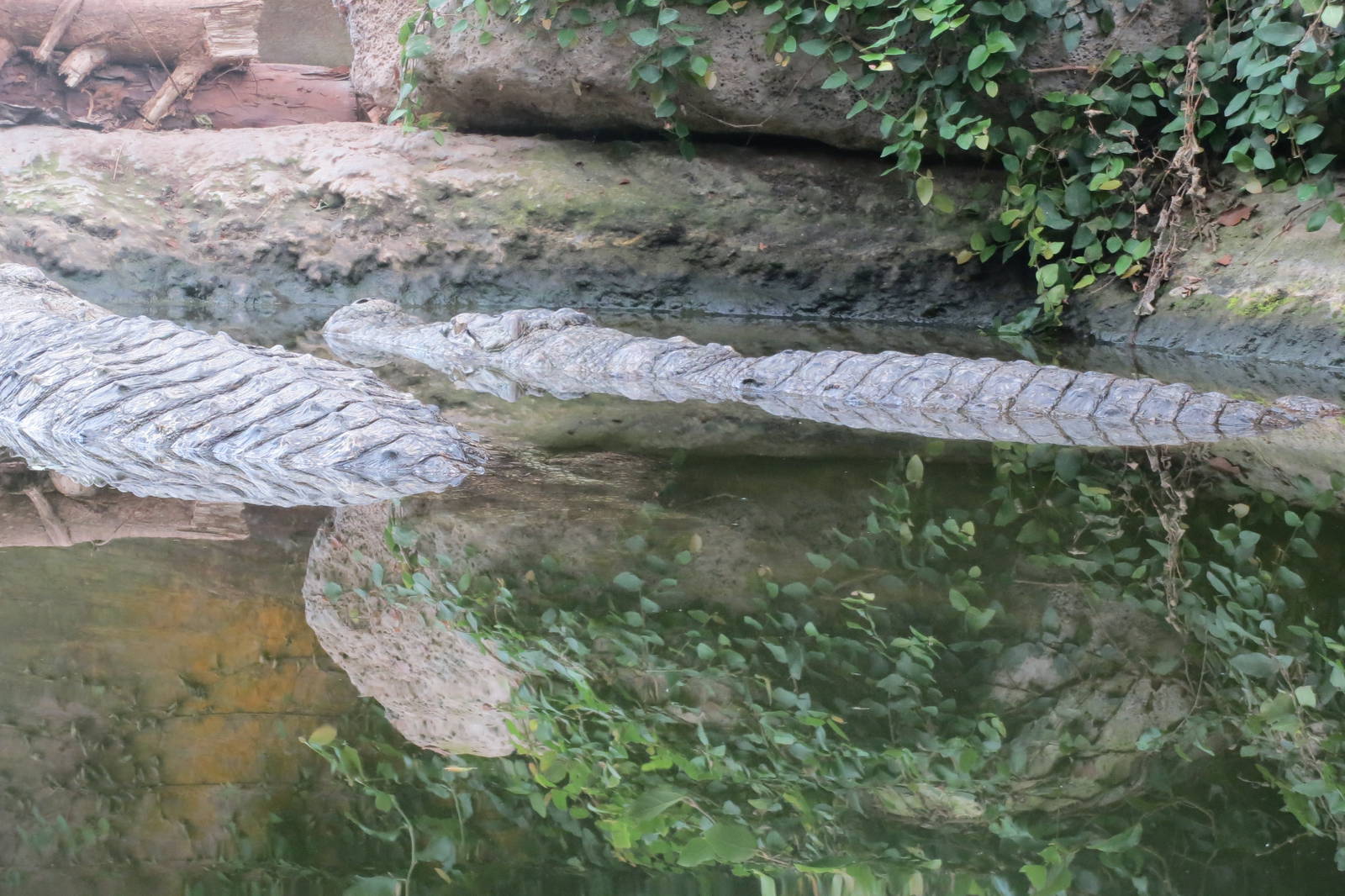 Mugger Crocodiles 060515