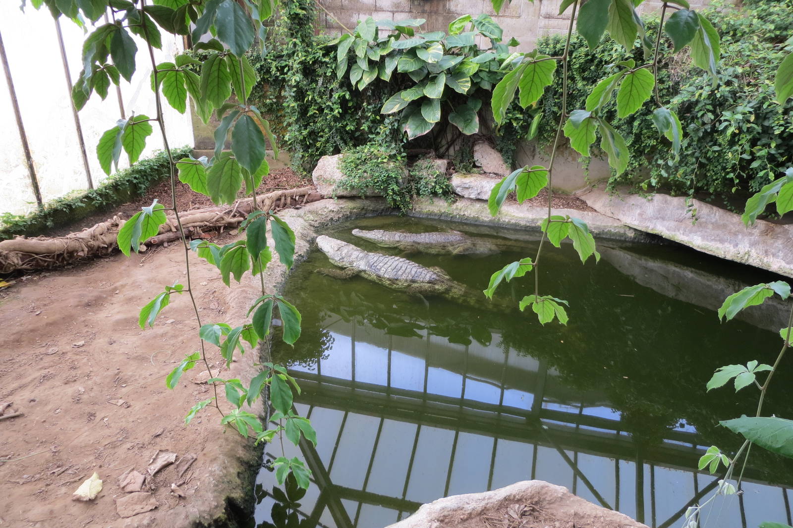 Mugger Crocodiles 060515