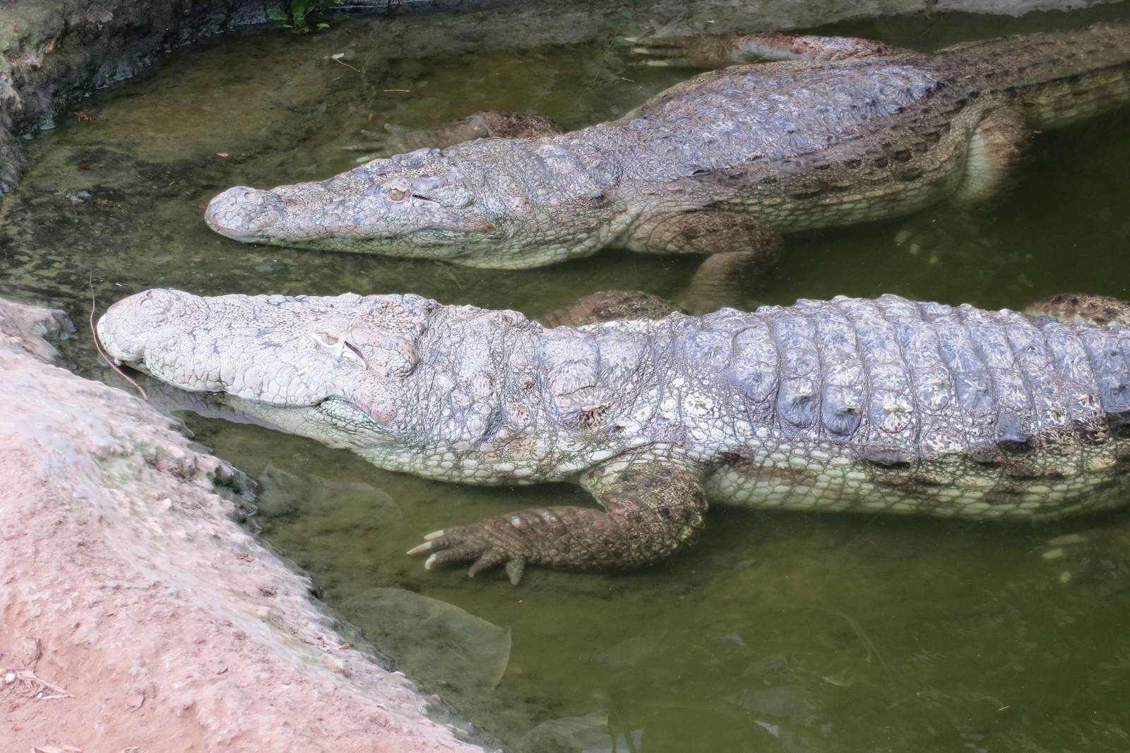 Mugger Crocodiles 060515