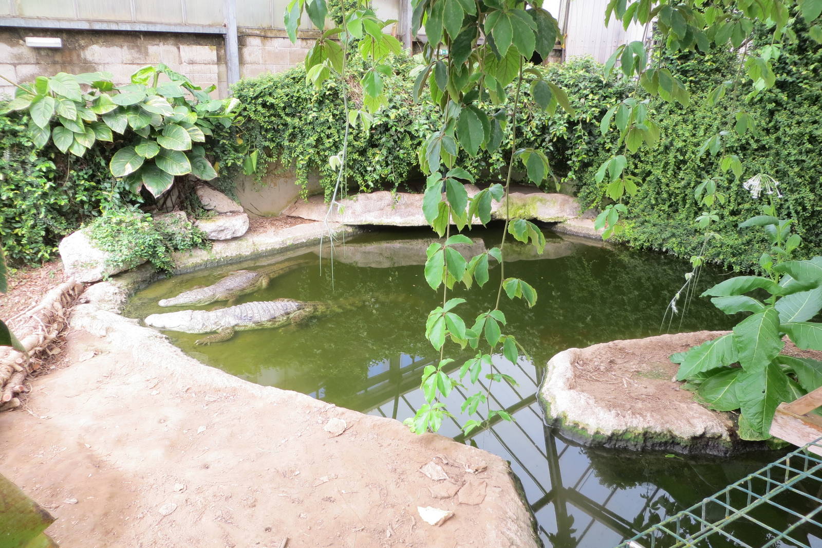 Mugger Crocodiles 060515