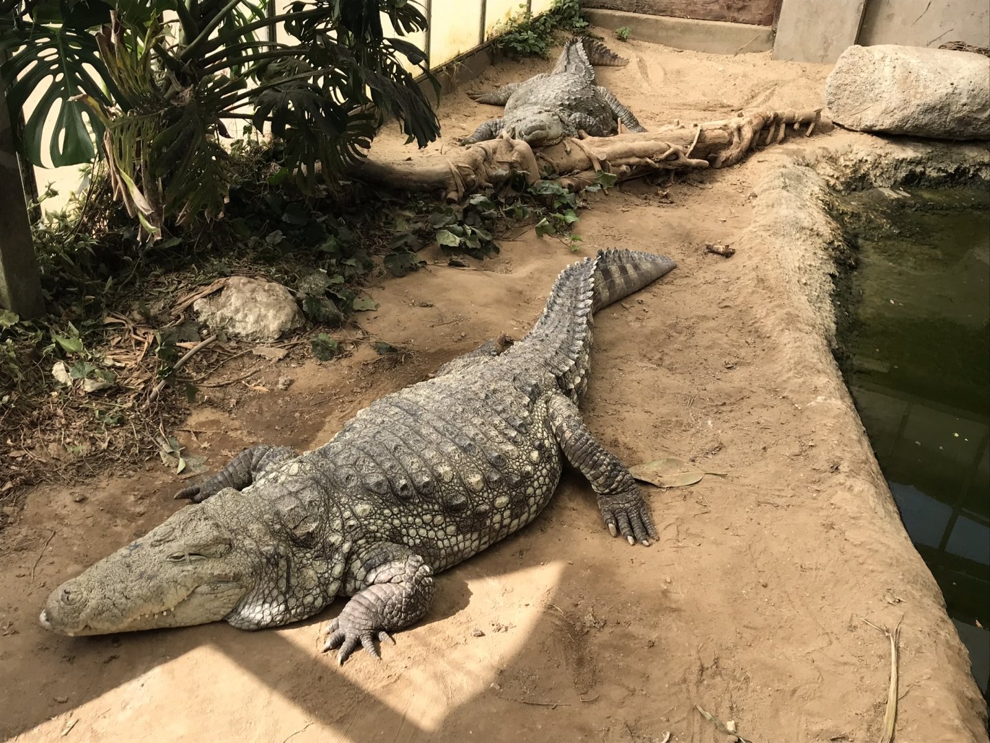 Mugger crocodiles 070818