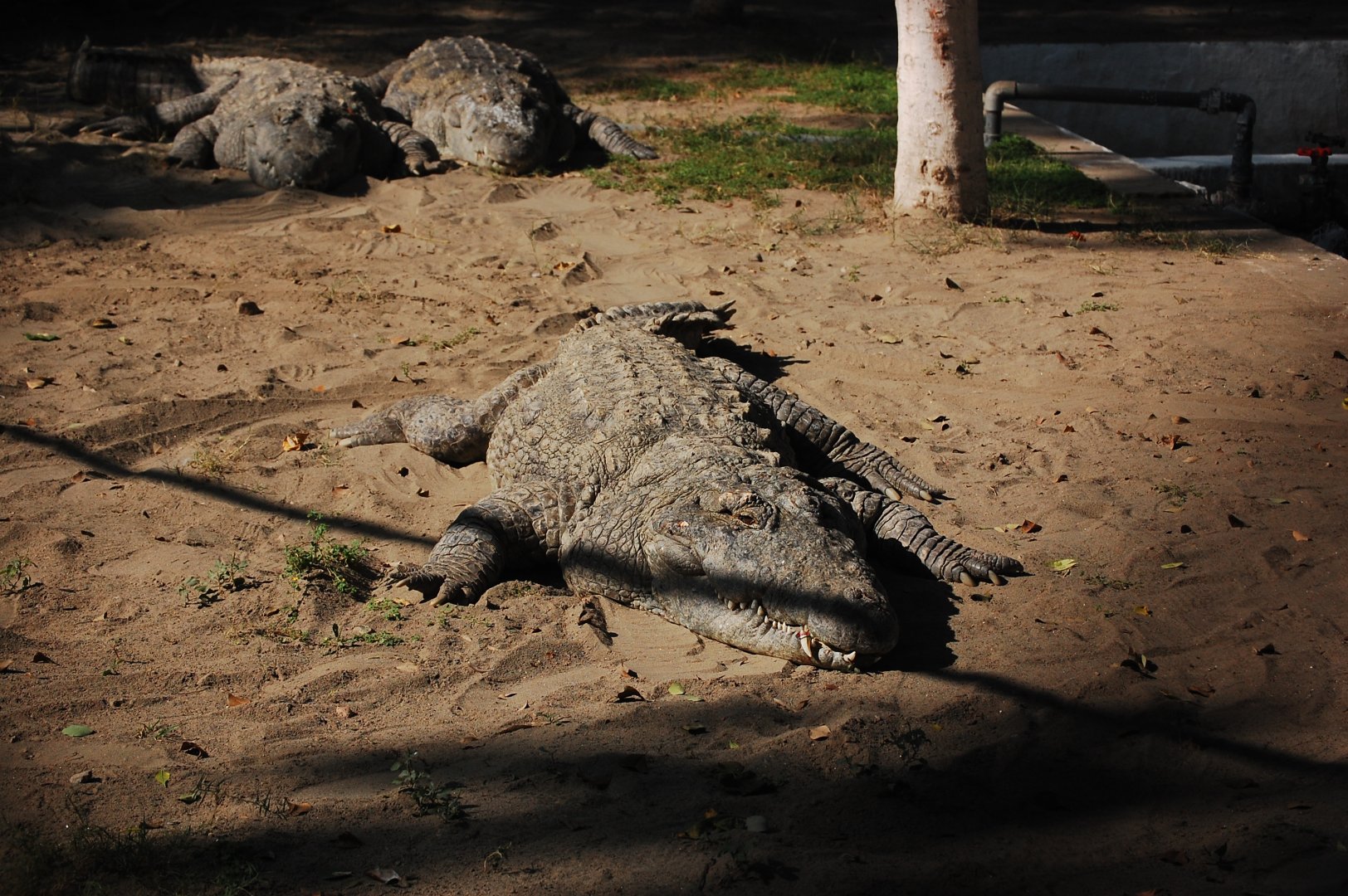 Mugger crocodiles - Lahore zoo 17/11/2019