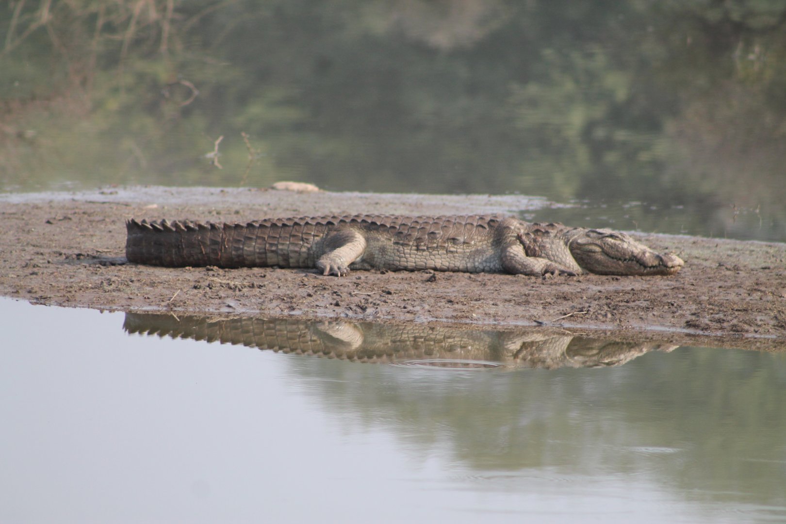 Mugger (Crocodylus palustris)