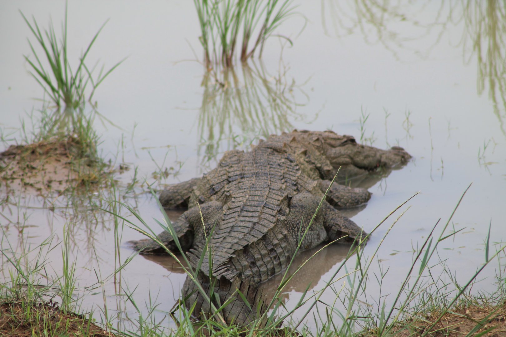Mugger (Crocodylus palustris)