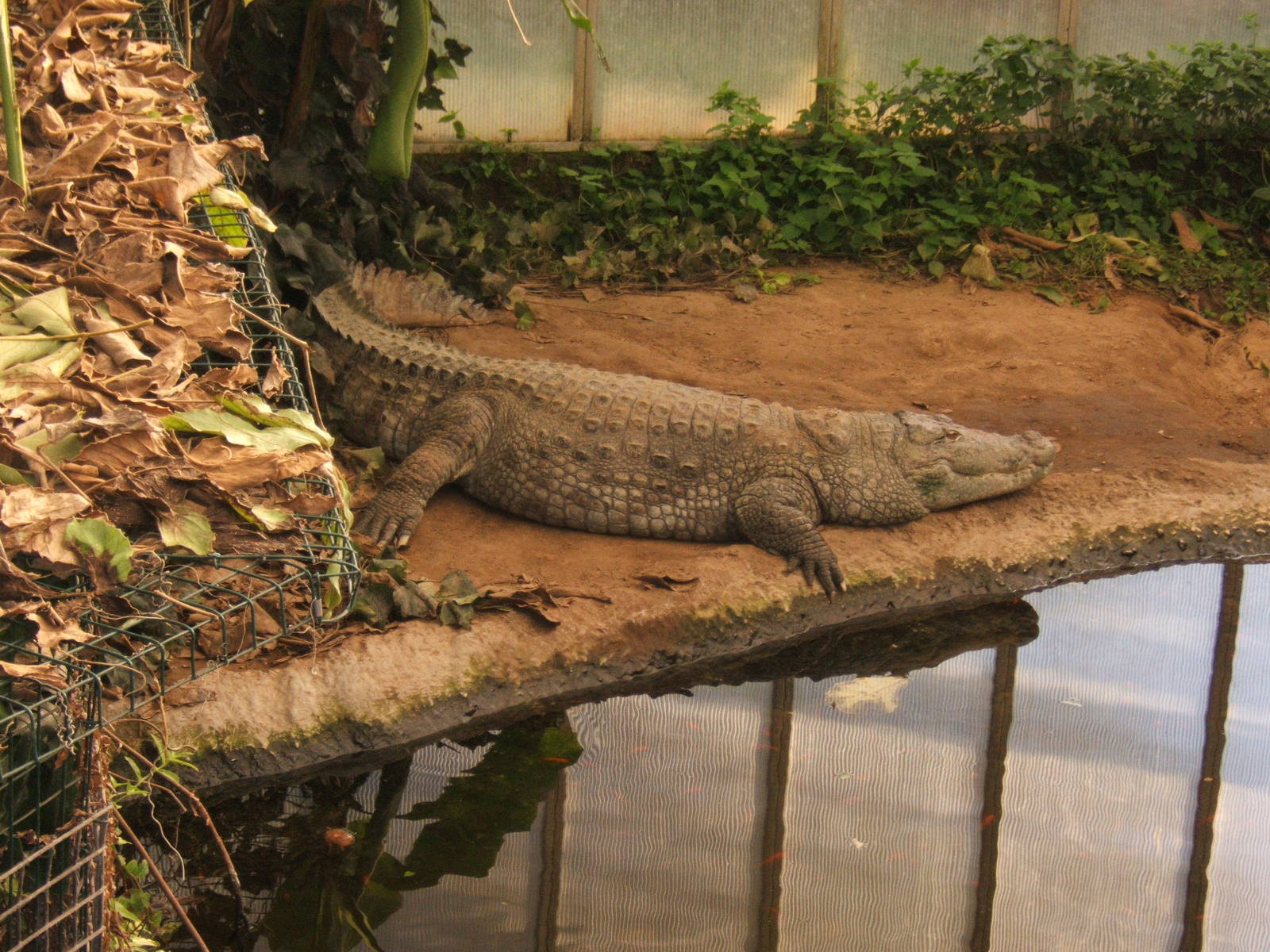 Mugger in Swamp House