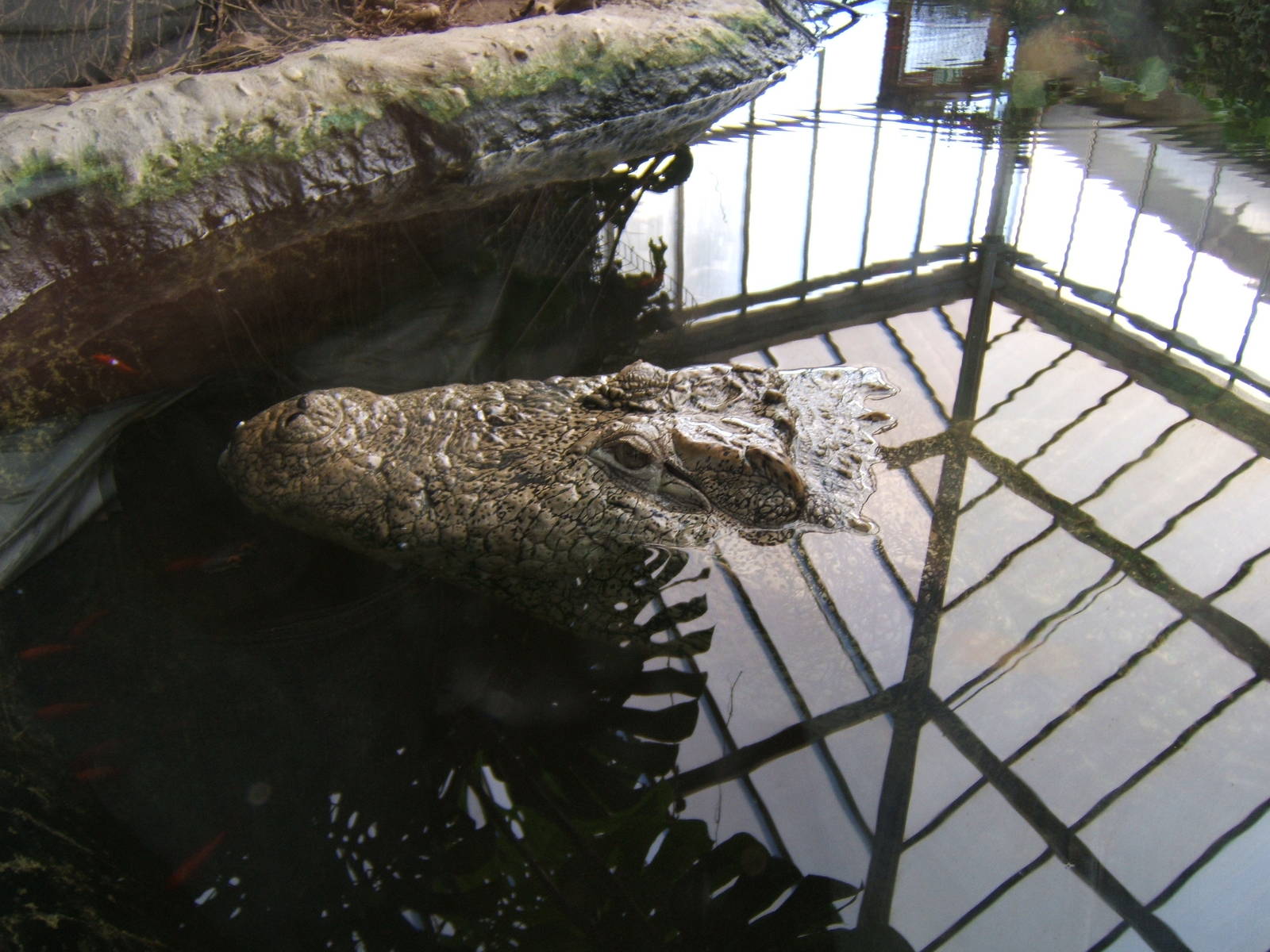 Mugger in water in Swamp House