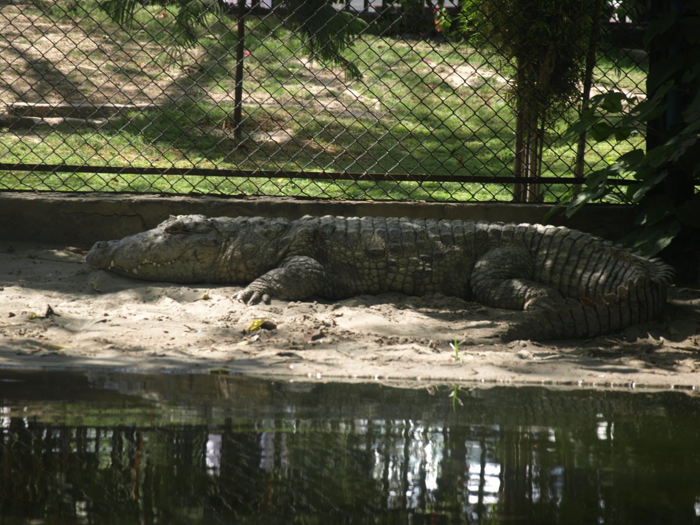Mugger - Lahore zoo 8/4/2017