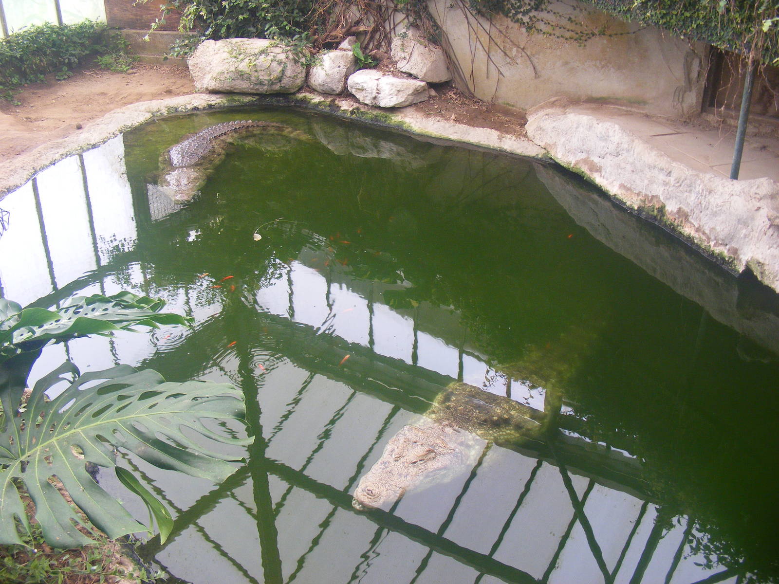 Mugger (marsh crocodile) pool at Thrigby Hall, 14 September 2010