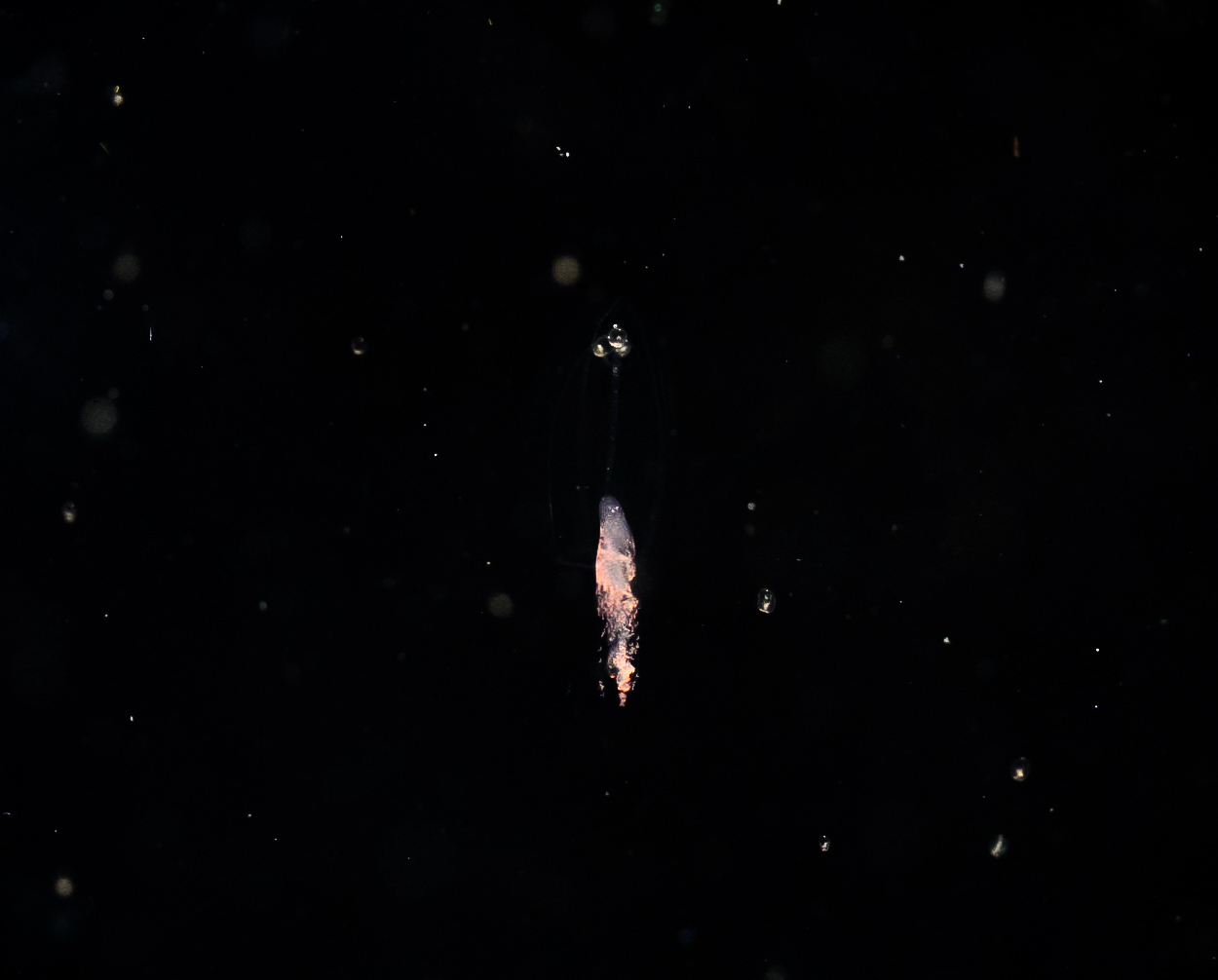 Muggiaea Siphonophore