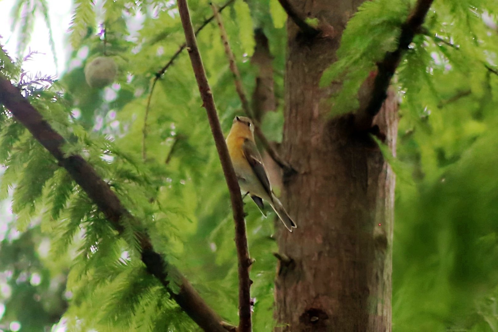 Mugimaki Flycatcher (Ficedula mugimaki)
