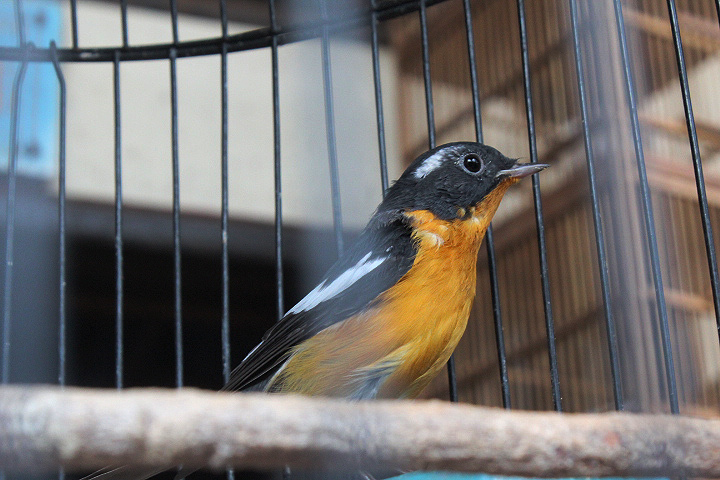 Mugimaki flycatcher (Ficedula mugimaki)