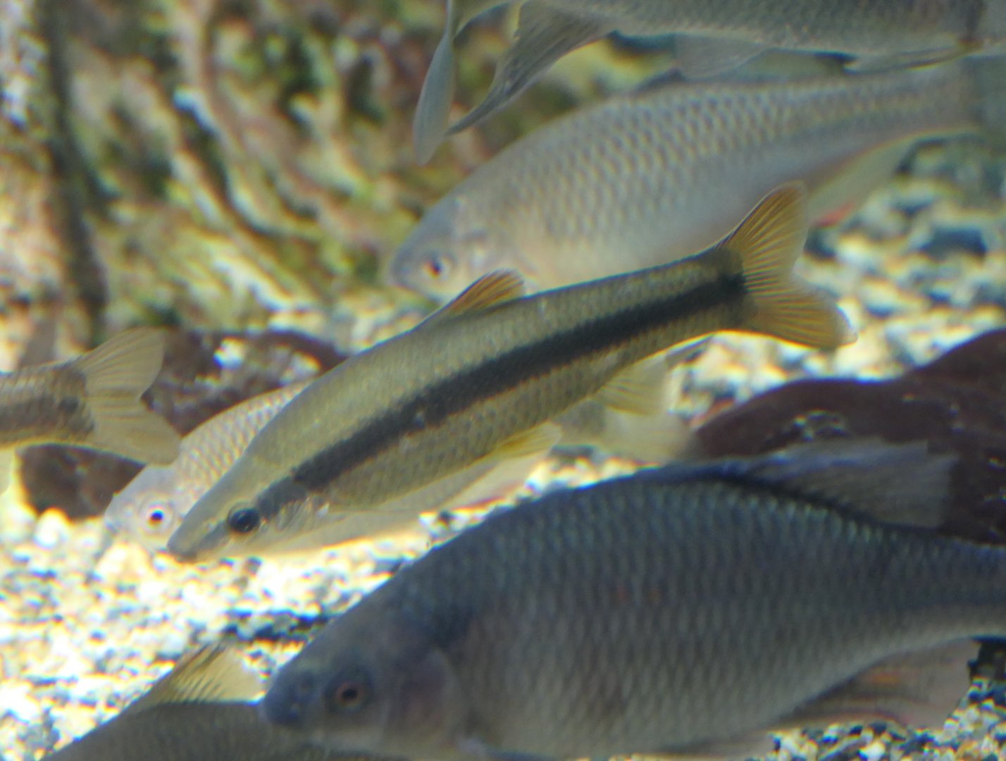 Mugitsuku (Pungtungia herzi)