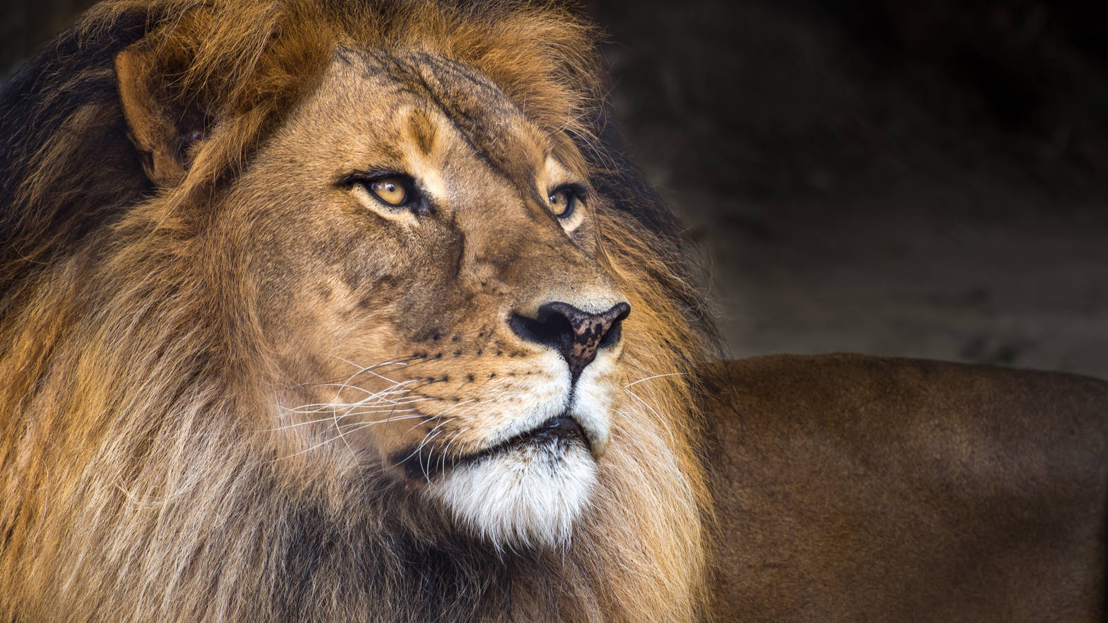 Mujambi the African Lion in a single sunbeam