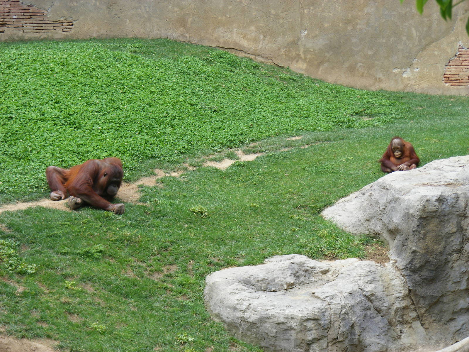 Mukah and Banggi the Bornean orangutans at Fuengirola Zoo, 30 April 2009