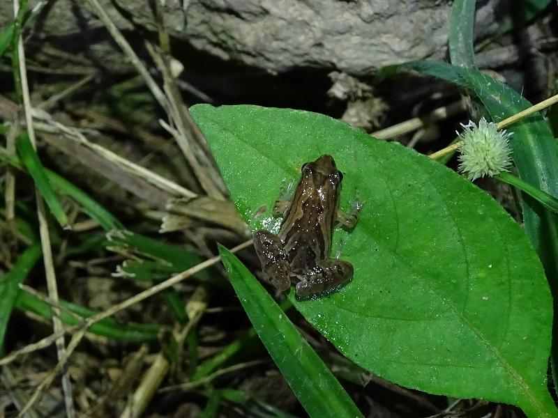 Mukhlesur's narrow-mouthed frog (Microhyla mukhlesuri)