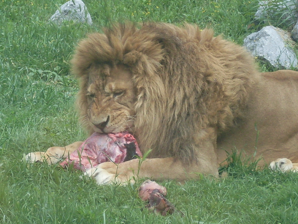 Muki, the male lion eating a camerun pigmy goat