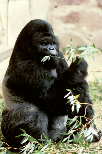 Mukisi at Chester Zoo