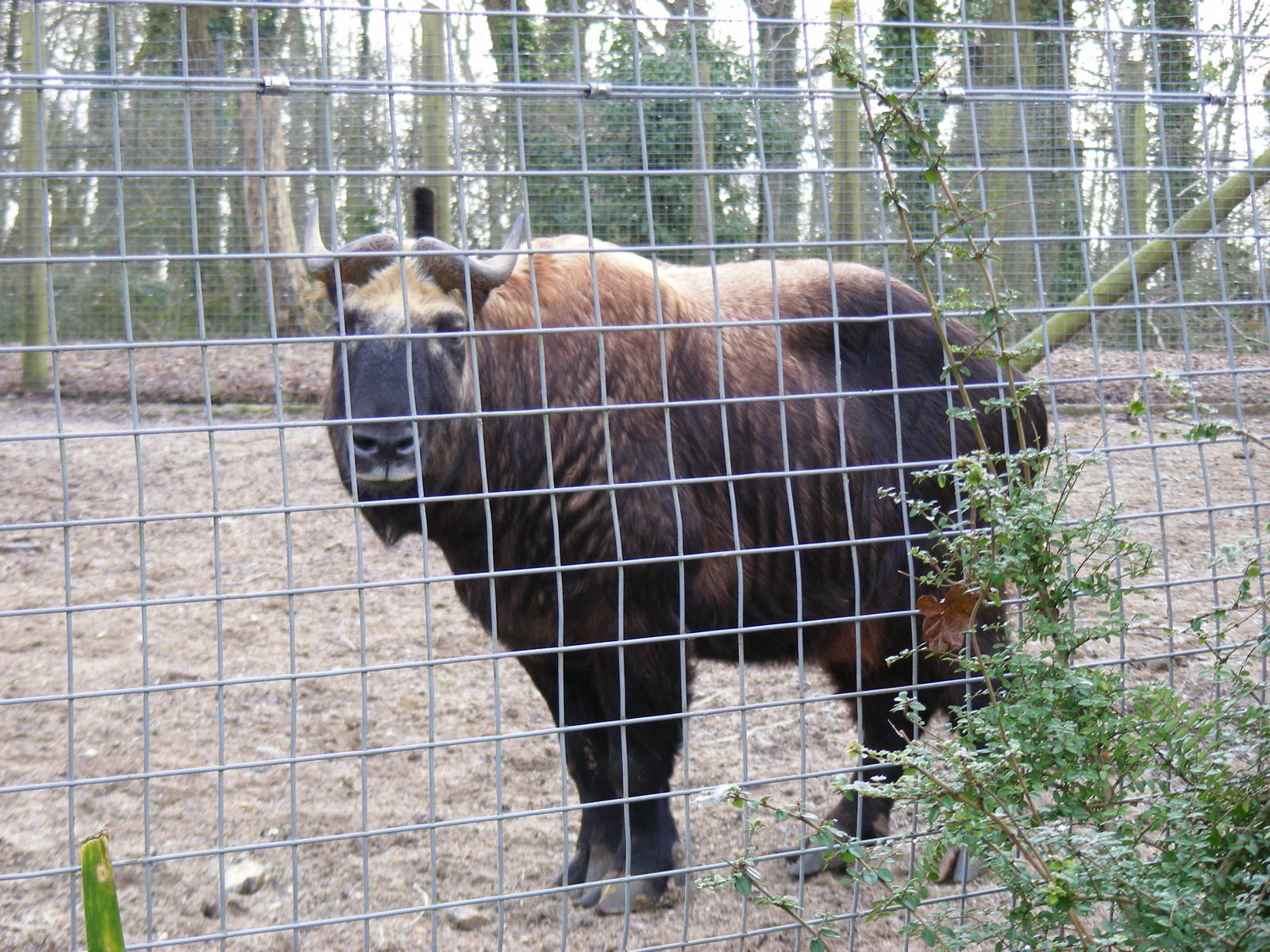 Mulan the mishmi takin at Marwell Wildlife, 31 January 2010