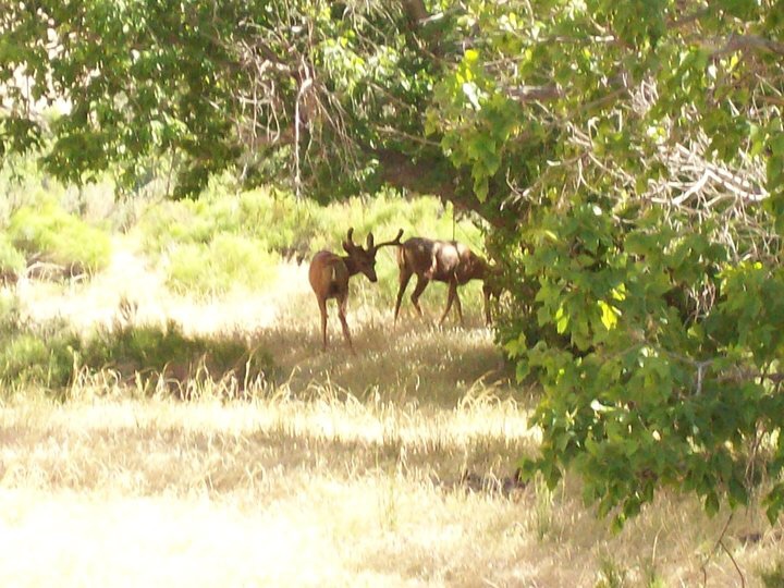 Mule deer at Dinosaur National Monument