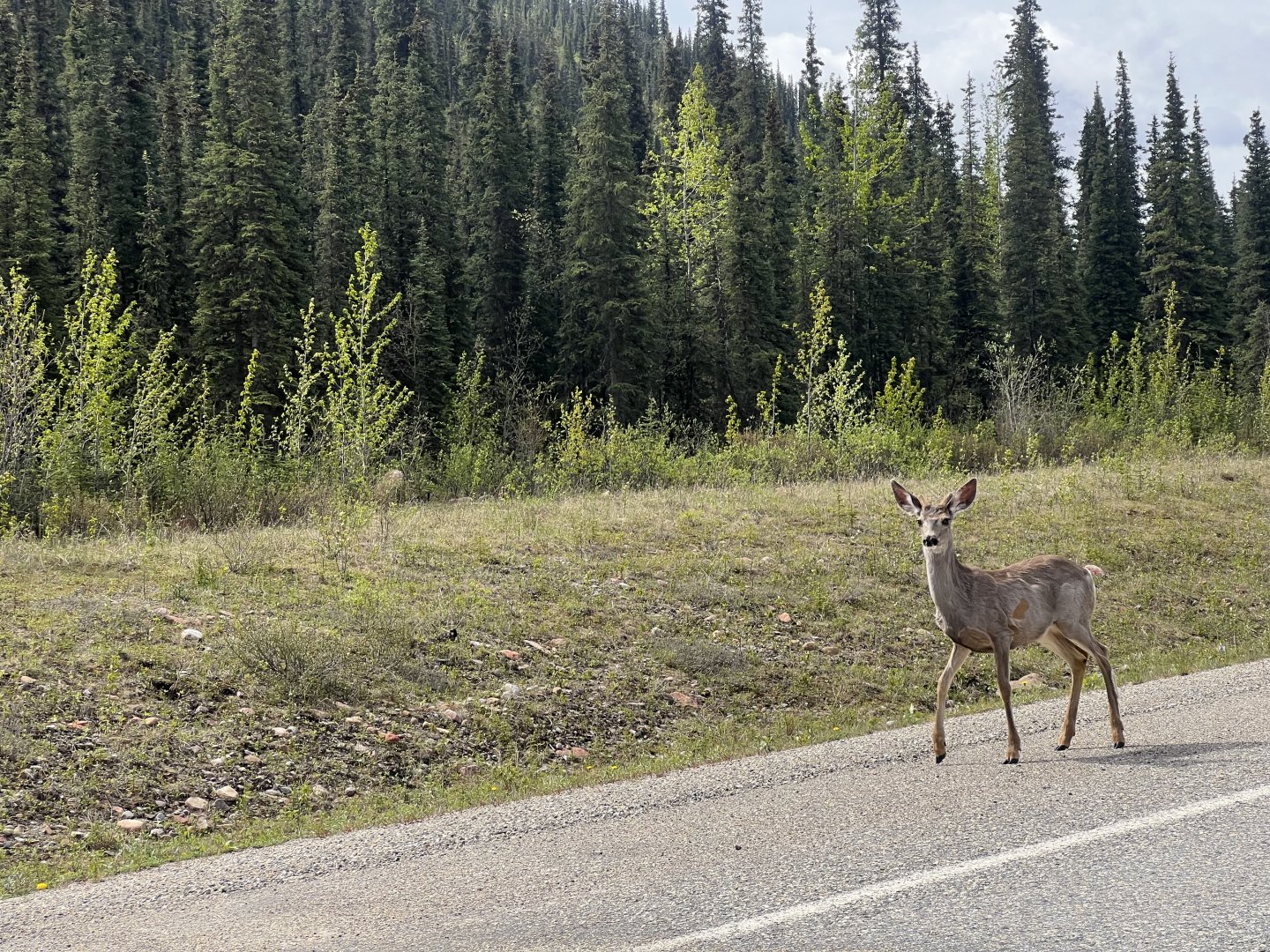 Mule Deer - British Columbia