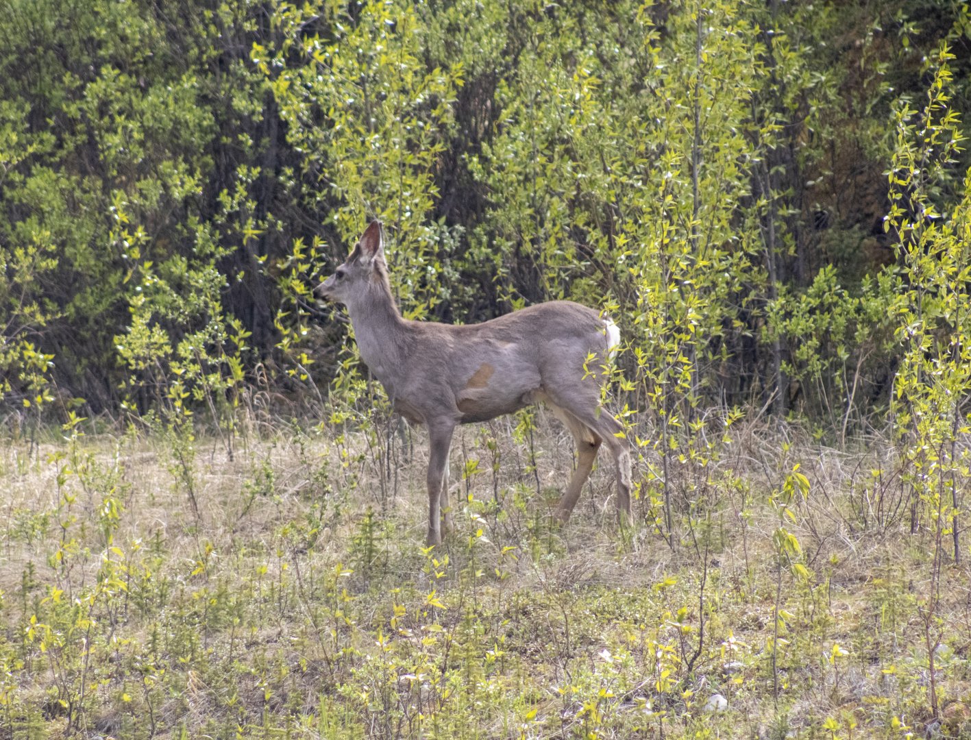 Mule Deer - British Columbia