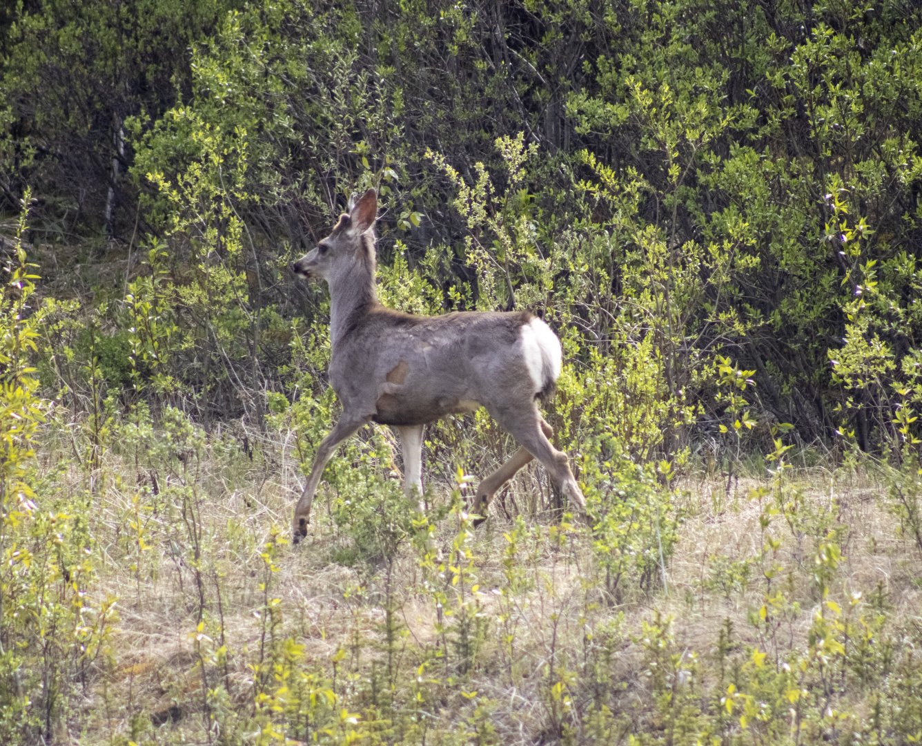 Mule Deer - British Columbia