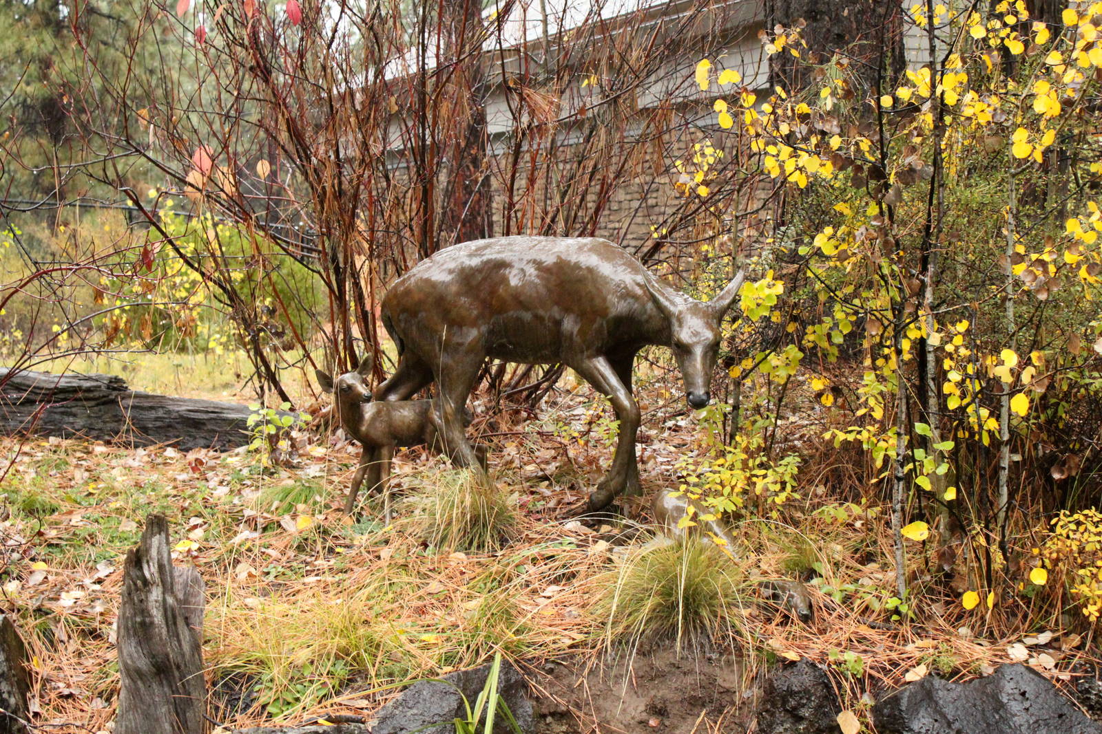 Mule Deer Bronze