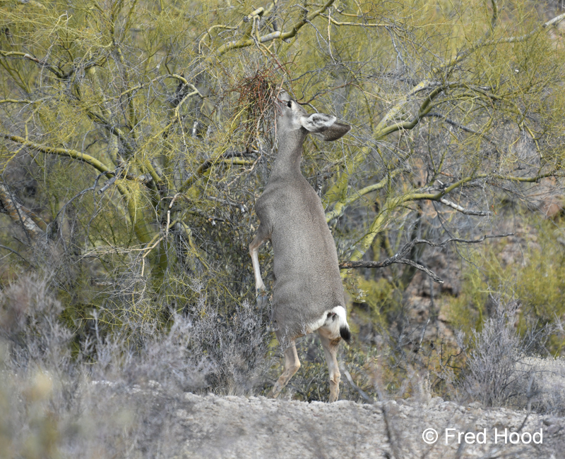 mule deer browsing