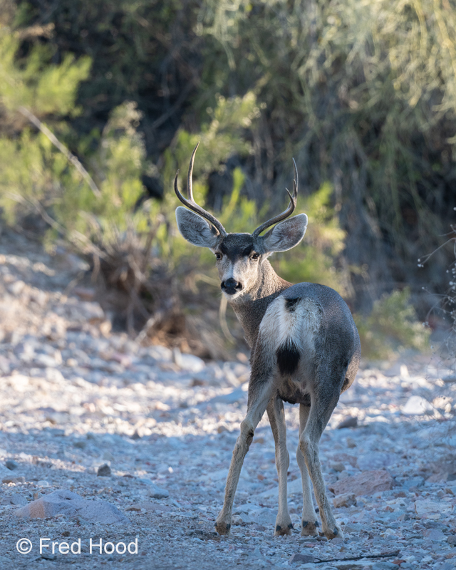 mule deer buck near my home