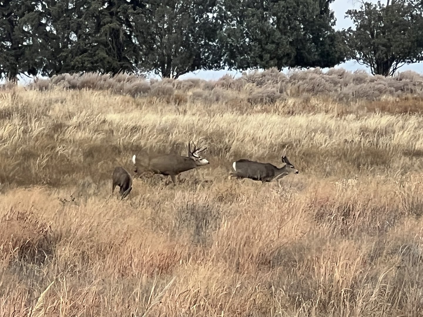 Mule Deer - Colorado