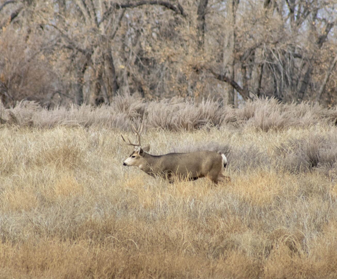 Mule Deer - Colorado