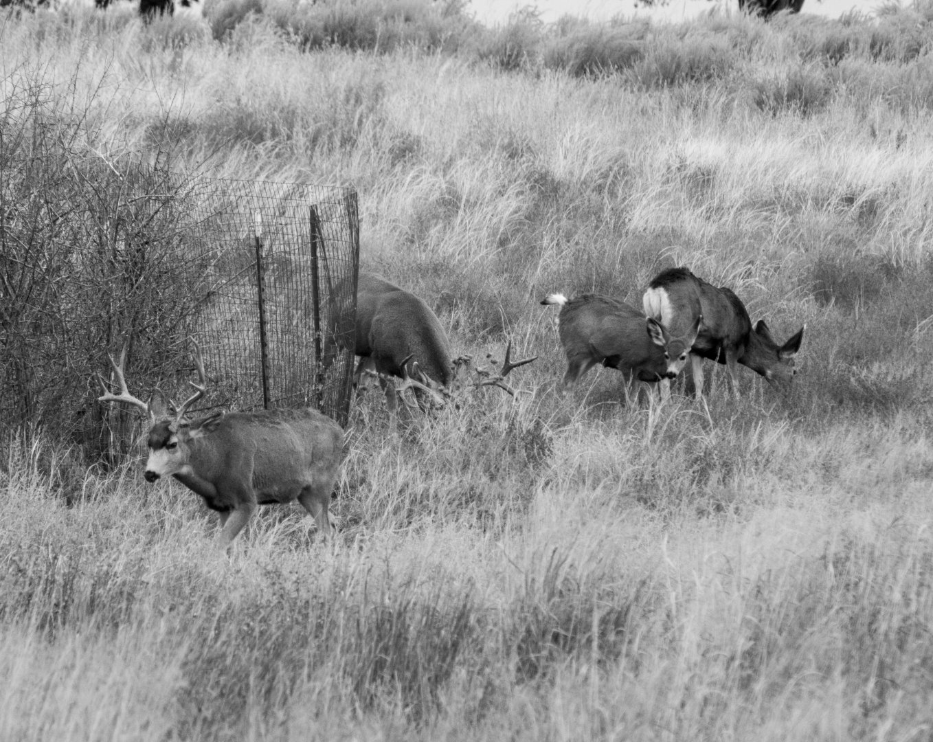 Mule Deer - Colorado