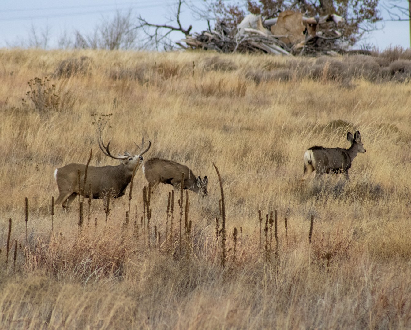 Mule Deer - Colorado
