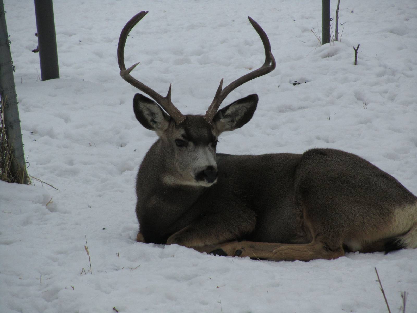 Mule Deer Dec 26