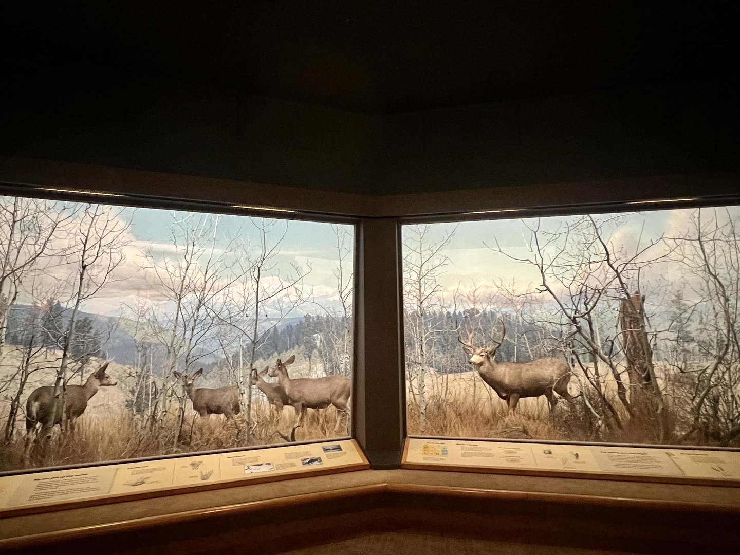 Mule Deer Diorama