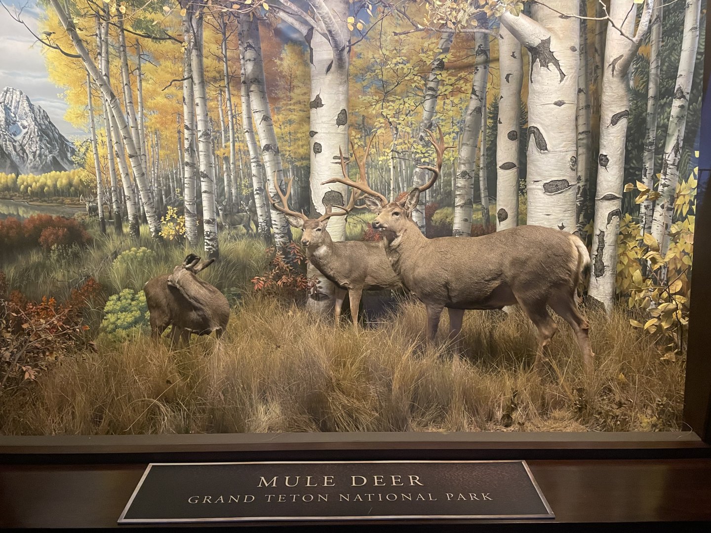 Mule Deer Diorama