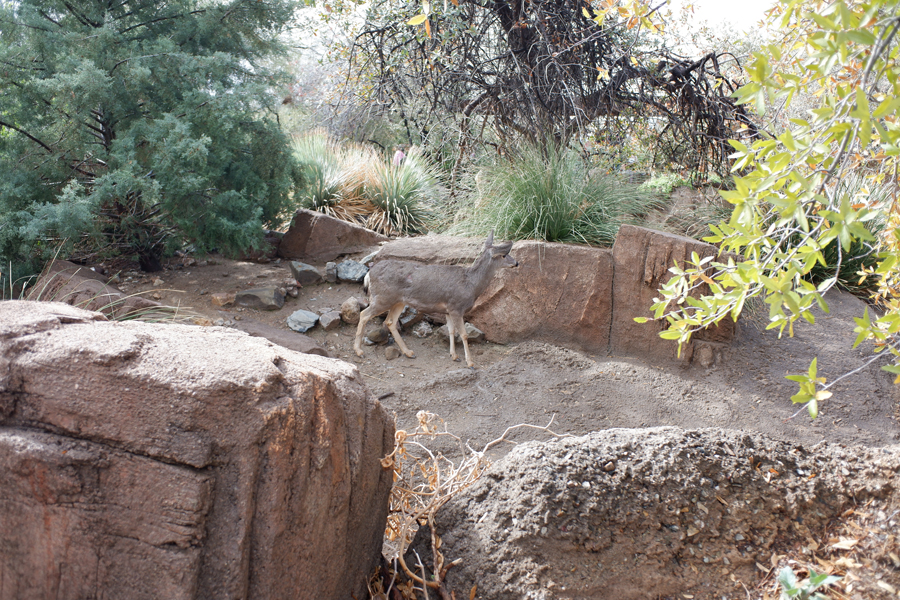 mule deer exhibit (former white tailed)
