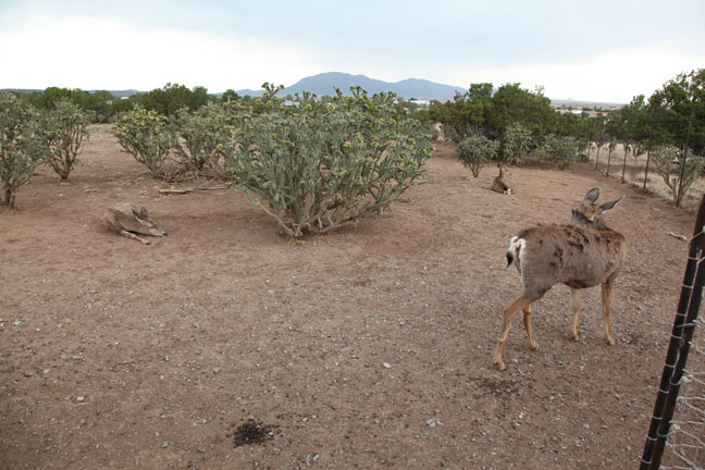 mule deer exhibit