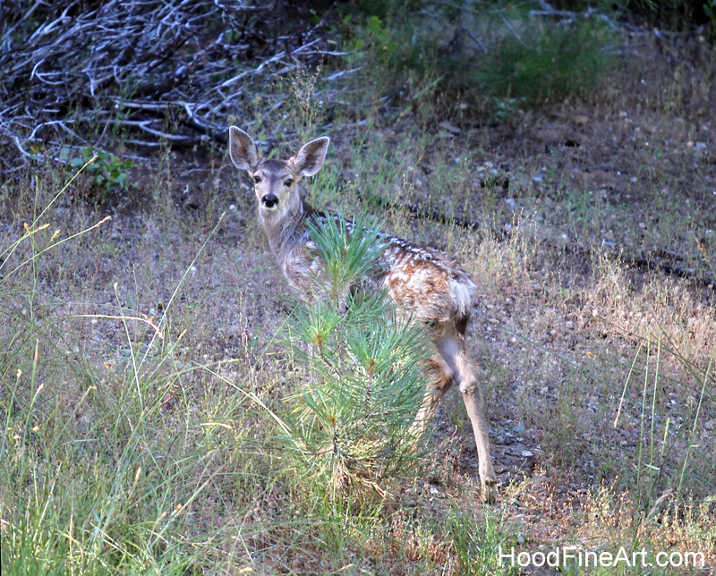 mule deer fawn (wild)