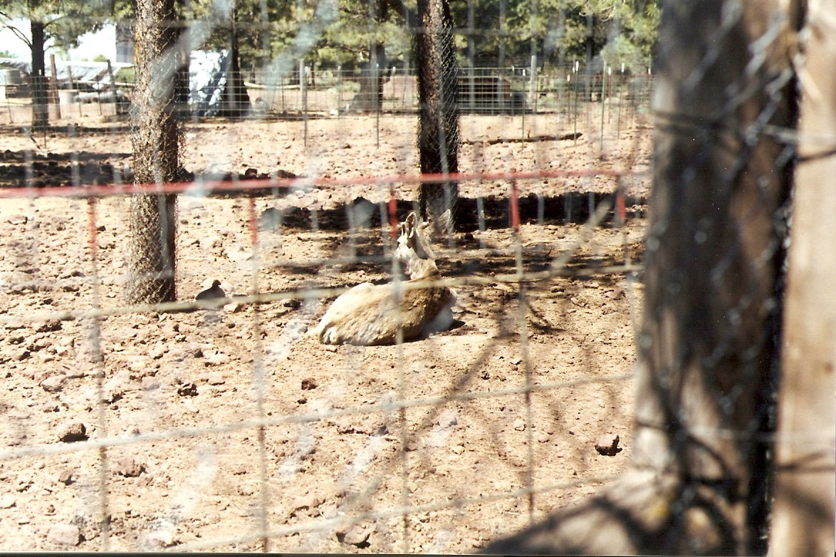 Mule Deer - Grand Canyon Deer Farm 1998