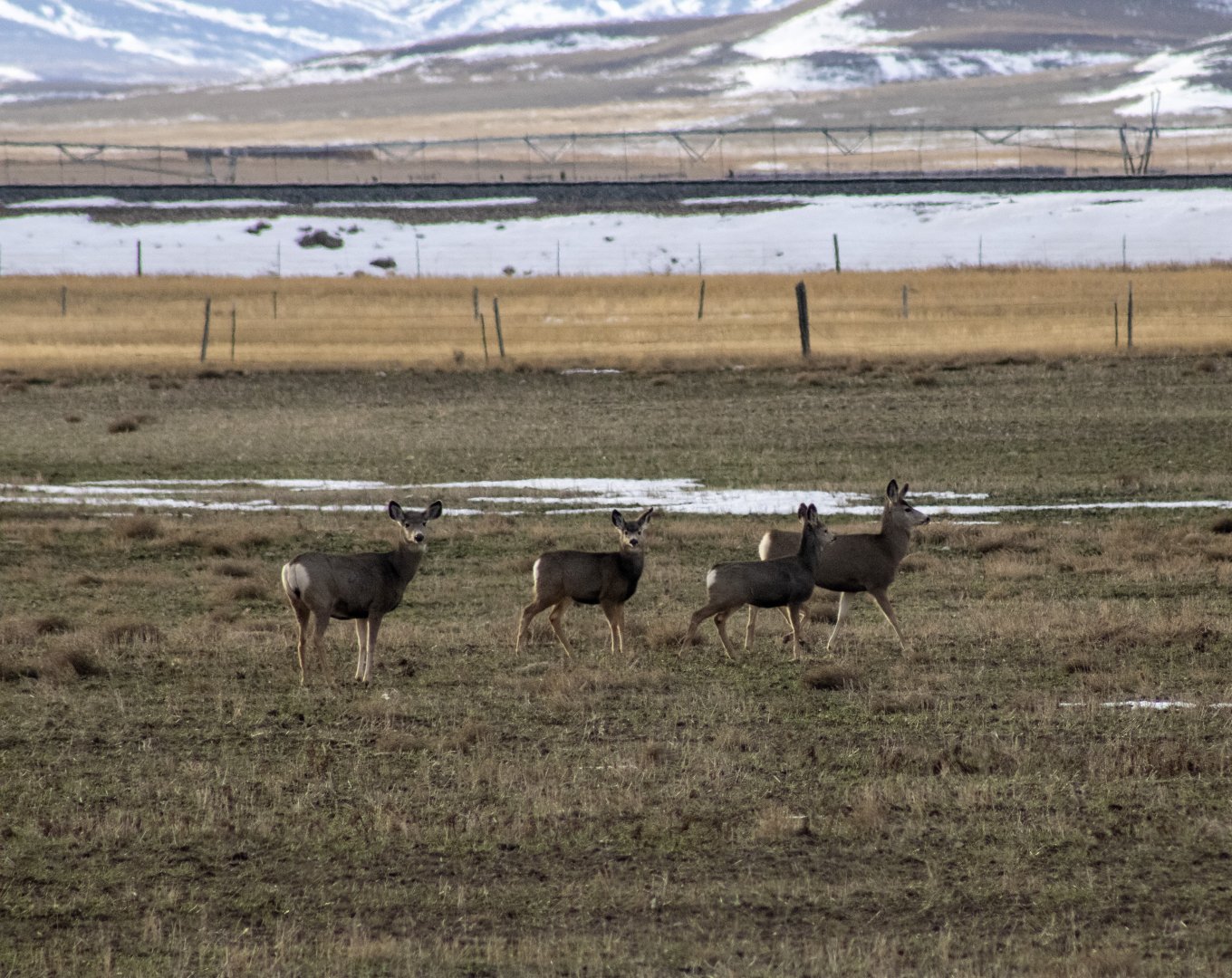 Mule Deer - Montana