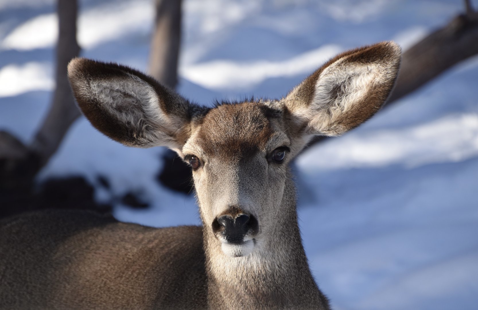 Mule Deer (Odocoileus hemionus) female