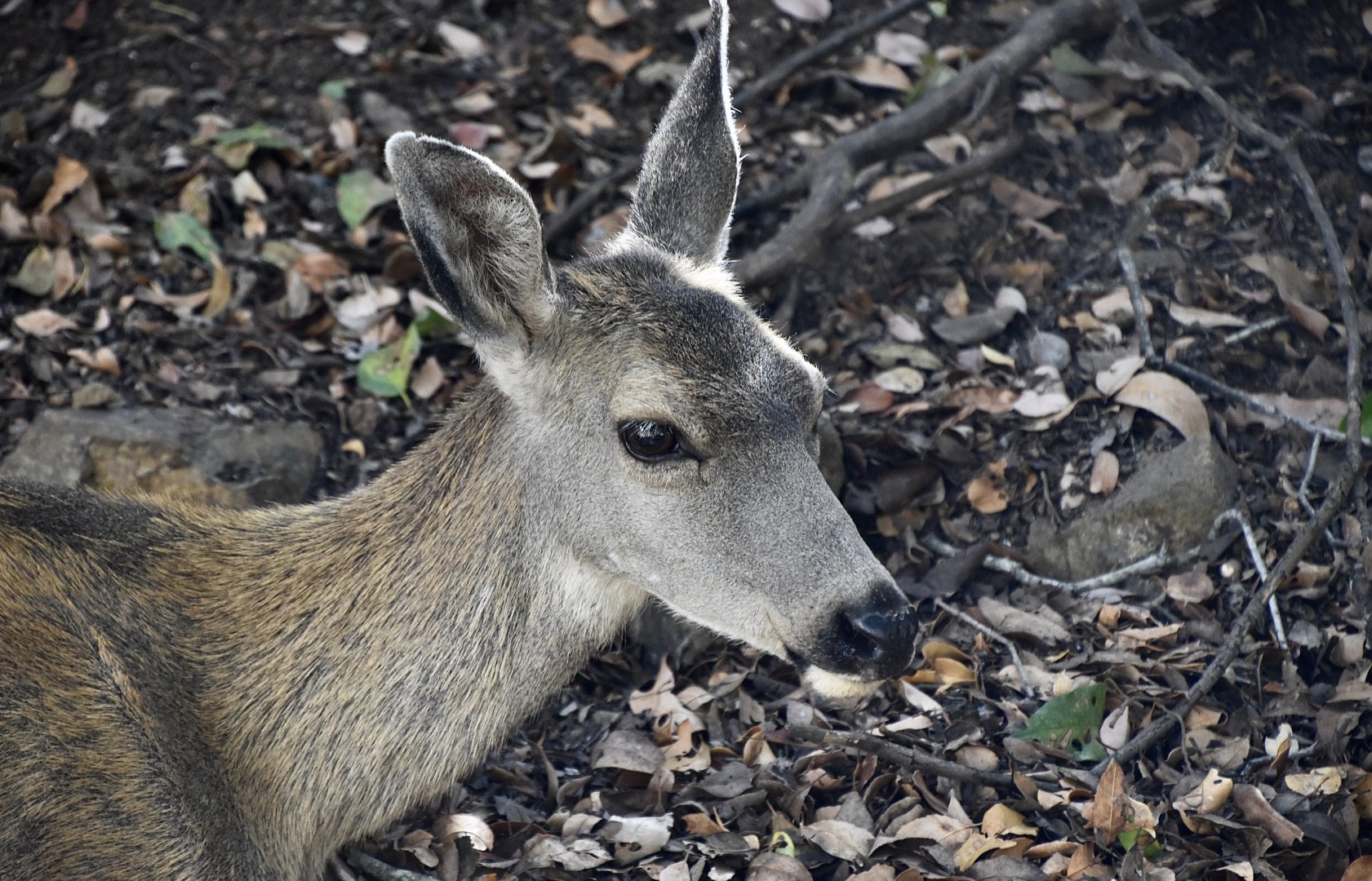 Mule Deer (Odocoileus hemionus) female