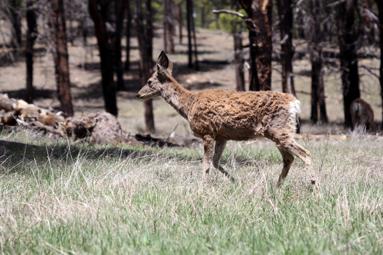 mule deer (Odocoileus hemionus)