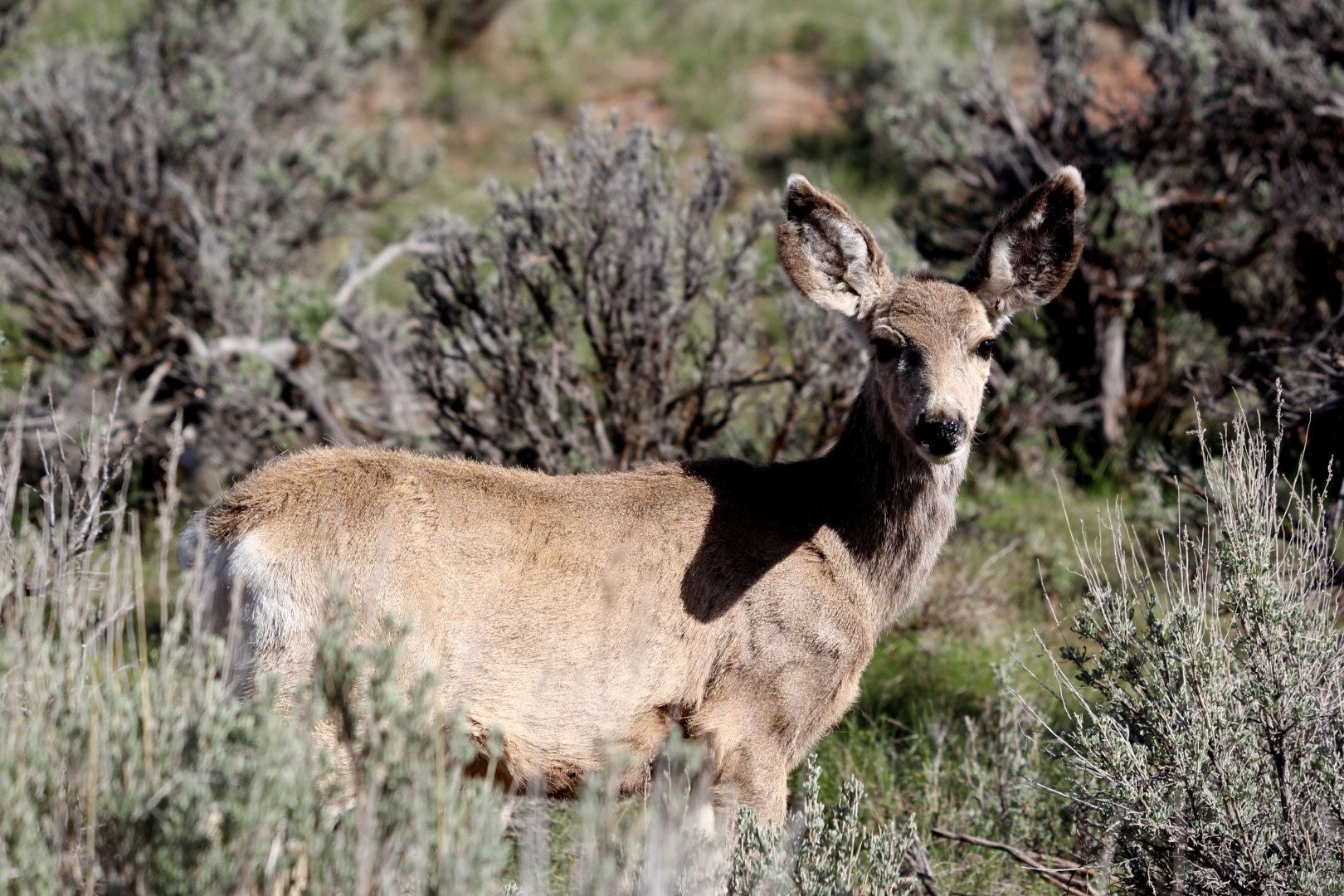 mule deer (Odocoileus hemionus)