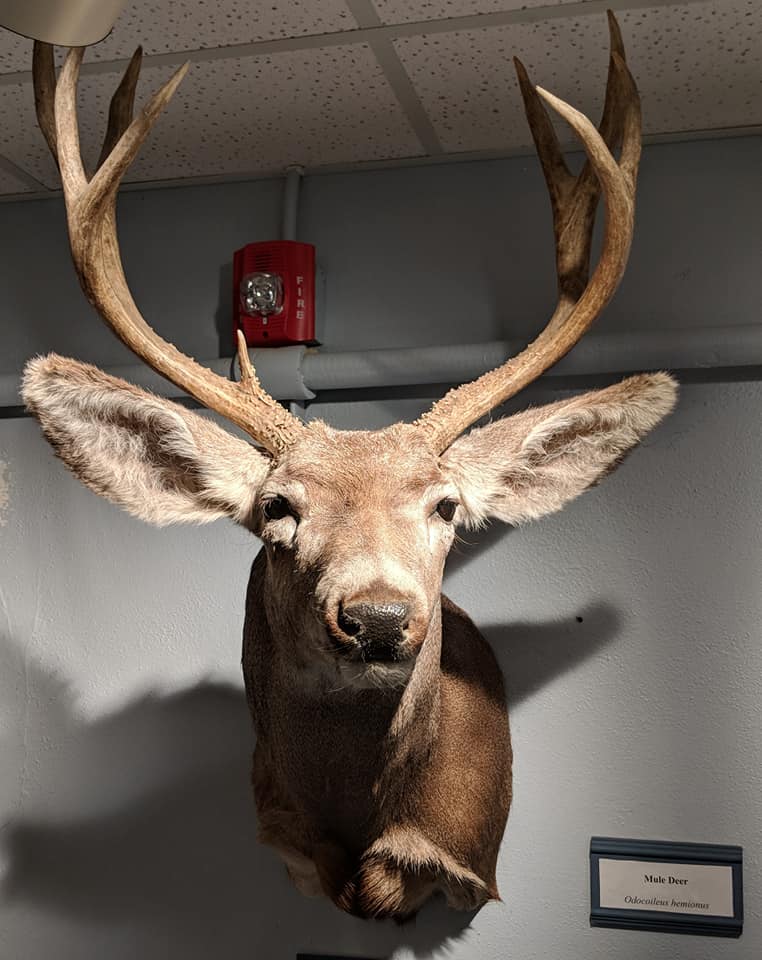 Mule deer (Odocoileus hemionus)