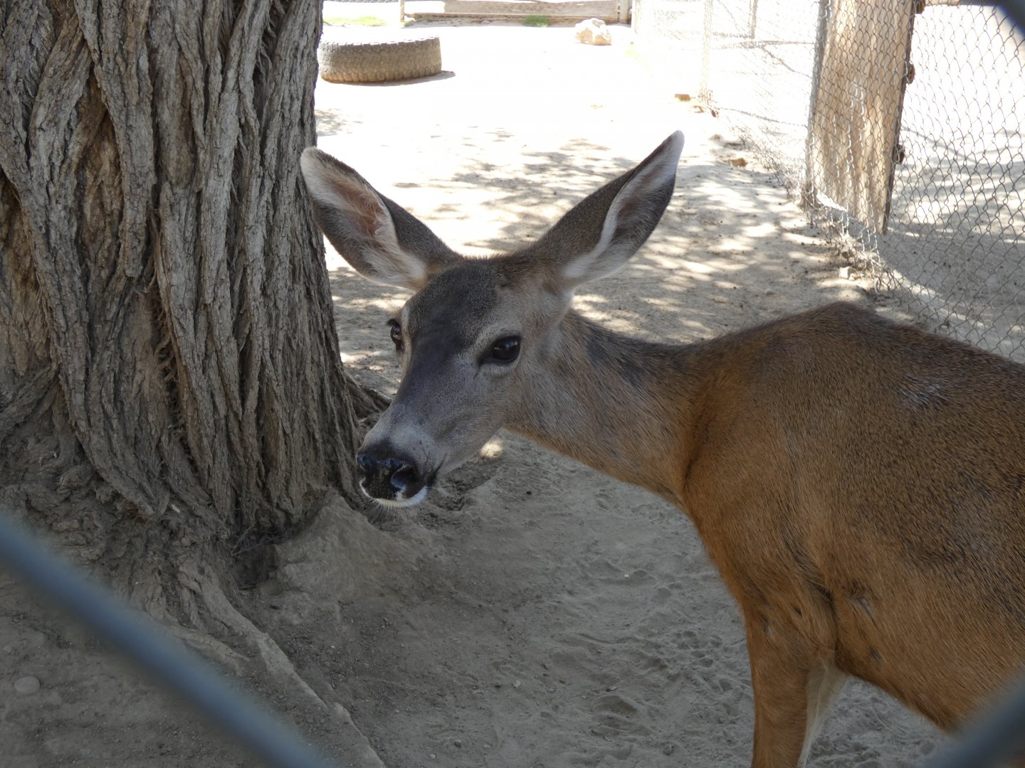 Mule deer (Odocoileus hemionus)
