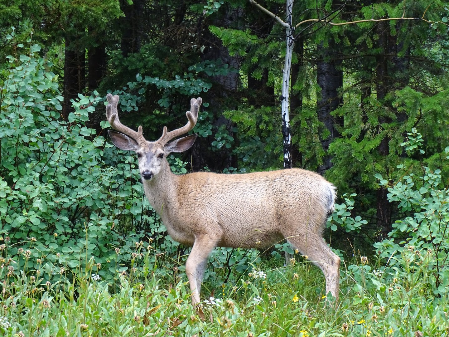 Mule deer (Odocoileus hemionus)