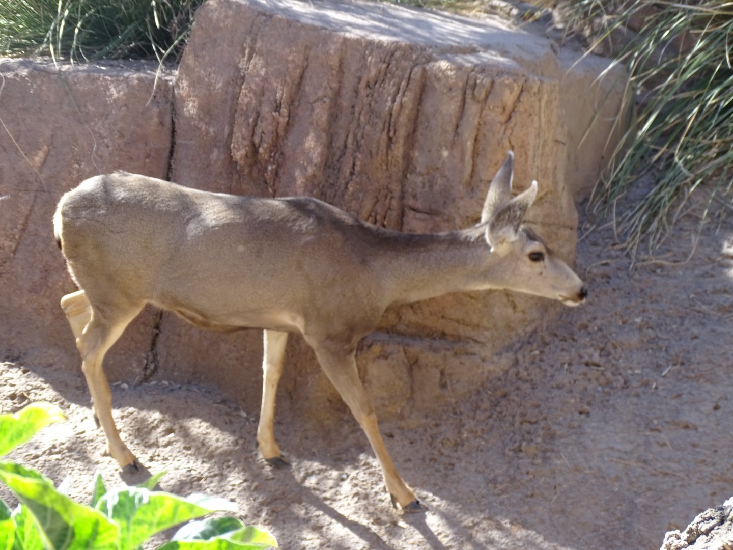 Mule deer (Odocoileus hemionus)