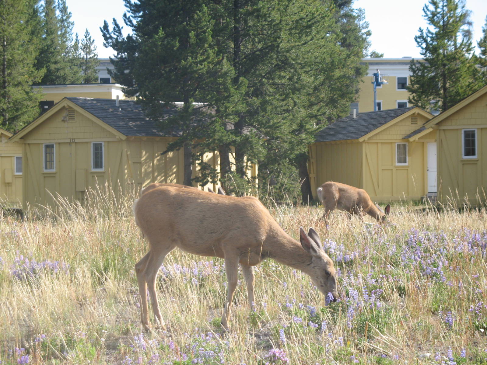 Mule deer on lodge grounds